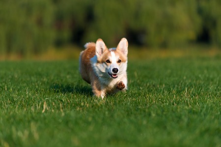 A little funny dog with a flying diskの写真素材