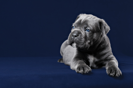 Grey Cane Corso puppy with blue eyes on a blue backgroundの写真素材