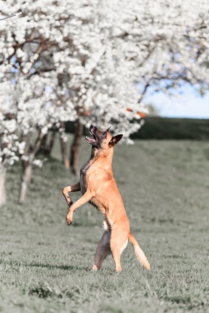 beautiful belgian shepherd malinois dog in the lush gardenの写真素材