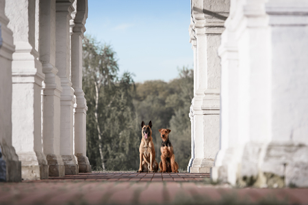 Two dogs Malinois and Airedale terrier sitting in an architectural arch