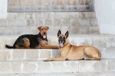Two dogs Malinois and Airedale lying on the stairs