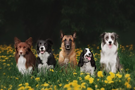 Four dogs sitting in the park on the green grass. Training.の写真素材