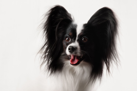 Papillon breed dog on a white background close up shotの写真素材