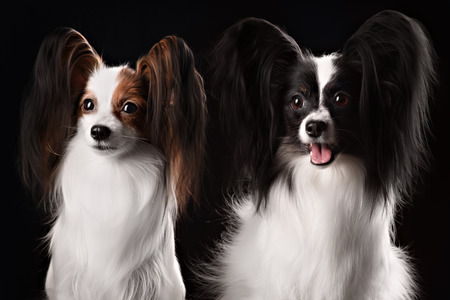 Two dogs of breed papillon on a black backgroundの写真素材