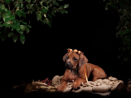 Rhodesian Ridgeback dog resting in front of black background. Autumn portrait romantic collectionの写真素材
