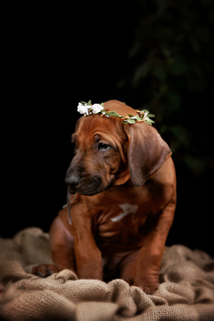 Rhodesian Ridgeback dog resting in front of black background. Autumn portrait romantic collectionの写真素材