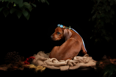 Rhodesian Ridgeback dog resting in front of black background. Autumn portrait romantic collectionの写真素材