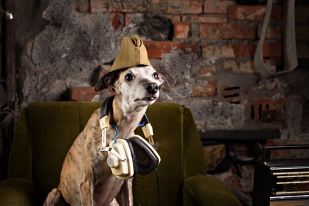 Dog breeds Whippet in the clothes of a soldier in the Studioの写真素材