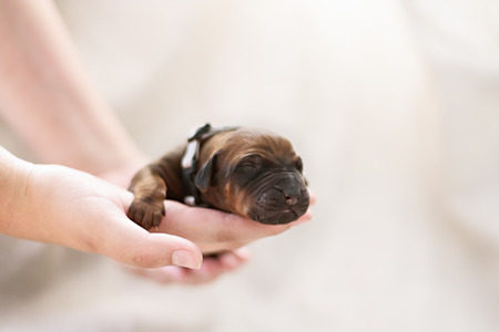 Newborn red puppy on white pastel backgroundの写真素材