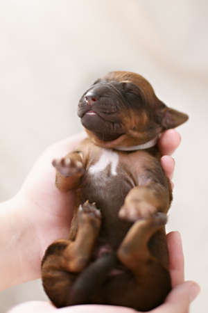 Newborn red puppy on white pastel backgroundの写真素材