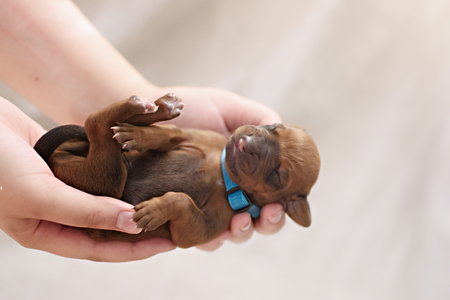 Newborn red puppy on white pastel backgroundの写真素材
