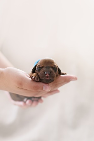 Newborn red puppy on white pastel backgroundの写真素材