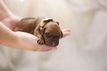 Newborn red puppy on white pastel backgroundの写真素材