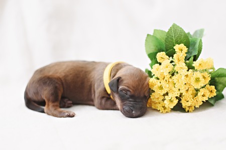 Newborn red puppy on white pastel backgroundの写真素材