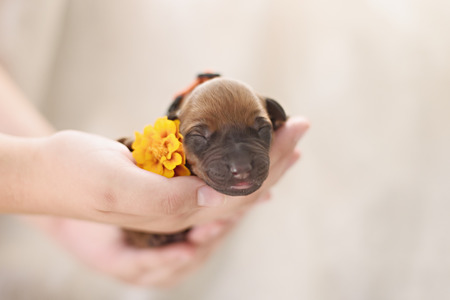 Newborn red puppy on white pastel backgroundの写真素材