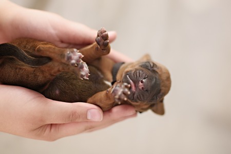 Newborn red puppy on white pastel backgroundの写真素材