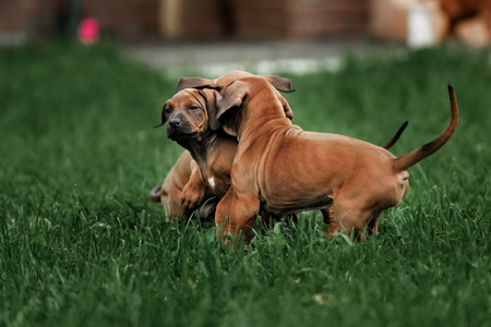 Adorable little Rhodesian Ridgeback puppies playing together in garden. Funny expressions in their...