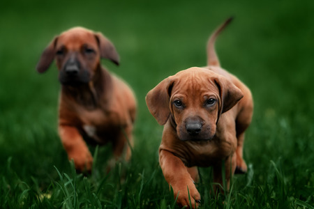 Adorable little Rhodesian Ridgeback puppies playing together in garden. Funny expressions in their faces. The little dogs are five weeks of age.の写真素材