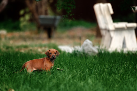Adorable little Rhodesian Ridgeback puppies playing together in garden. Funny expressions in their faces. The little dogs are five weeks of age.の写真素材