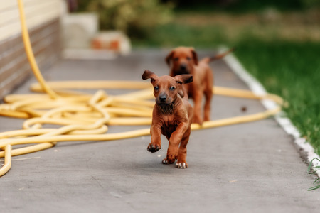 Adorable little Rhodesian Ridgeback puppies playing together in garden. Funny expressions in their faces. The little dogs are five weeks of age.の写真素材