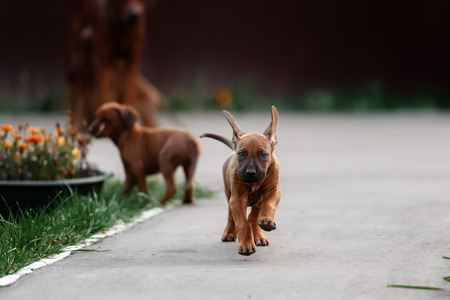 Adorable little Rhodesian Ridgeback puppies playing together in garden. Funny expressions in their faces. The little dogs are five weeks of age.の写真素材