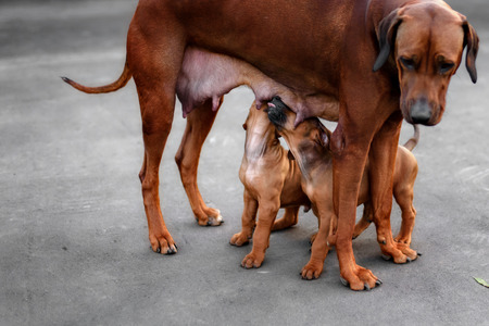 Adorable little Rhodesian Ridgeback puppies playing together in garden. Funny expressions in their faces. The little dogs are five weeks of age.の写真素材