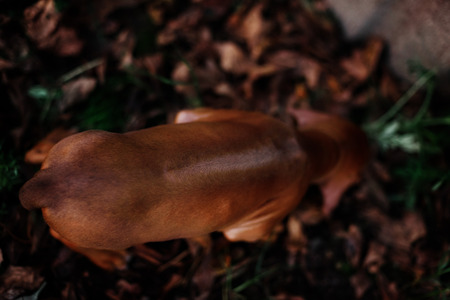 Adorable little Rhodesian Ridgeback puppies playing together in garden. Funny expressions in their faces. The little dogs are five weeks of age.の写真素材