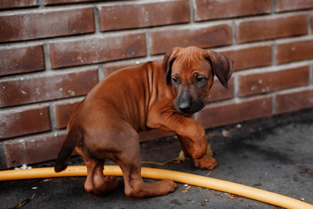 Adorable little Rhodesian Ridgeback puppies playing together in garden. Funny expressions in their faces. The little dogs are five weeks of age.の写真素材