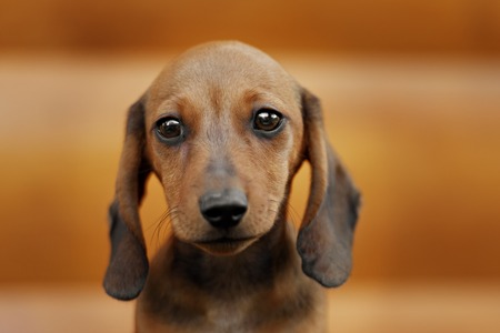 Close up portrate of red longhear dachshundの写真素材