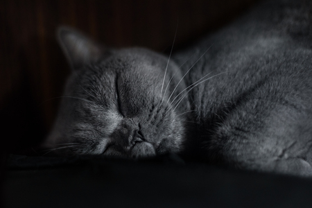Portrait of a sleepy purebred Russina Blue Catの写真素材