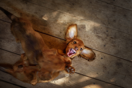 Funny longhaire dachshund sitting on their handsの写真素材