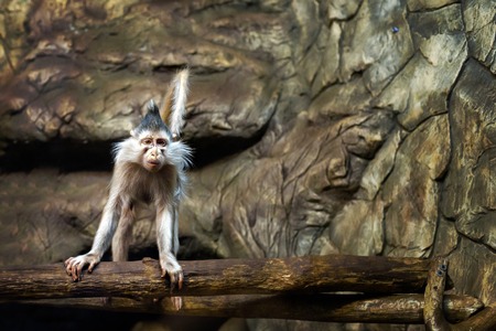 Wicked monkey portrait in the zoo indoore
