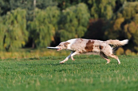 very funny Border collie doing tricks in the Parkの写真素材
