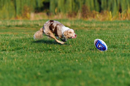 very funny Border collie doing tricks in the Parkの写真素材