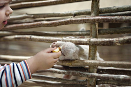 Child feeding sheep over the fence in zooの写真素材