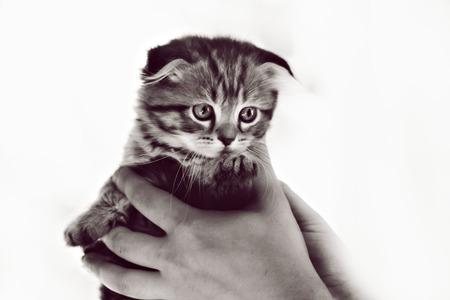 Scottish Fold and Maine Coon kitten in the roomの写真素材