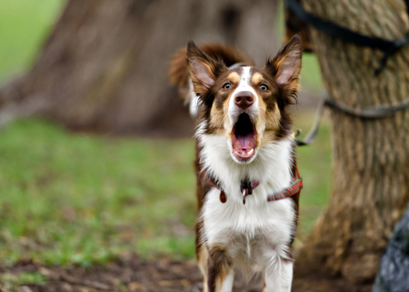 Funny border coollie dog laughs in summer dayの写真素材