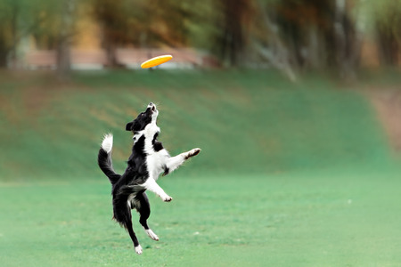 Border collie dog catching frisbee in jump in summer dayの写真素材