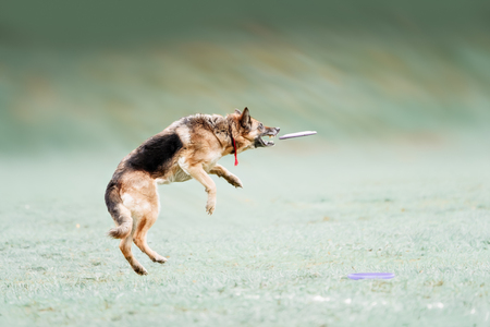 Funny German shepherd catching disc in jump and playの写真素材
