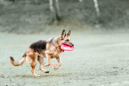 Funny German shepherd catching disc in jump and playの写真素材