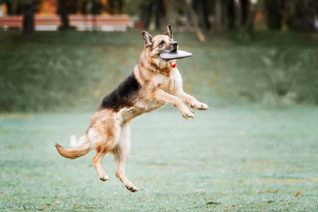 Funny German shepherd catching disc in jump and playの写真素材