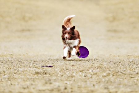 Border collie dog catching frisbee in jump in summer dayの写真素材