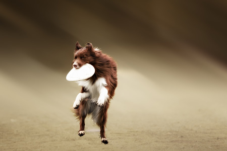 Border collie dog catching frisbee in jump in summer dayの写真素材