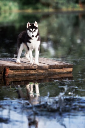 White Siberian husky sitting on the beach against the backdrop of the misty morningの写真素材