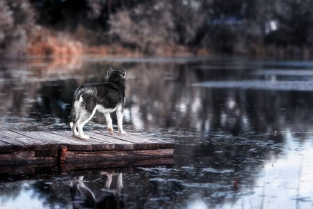 black and white Siberian husky stands  on the bank of riverの写真素材