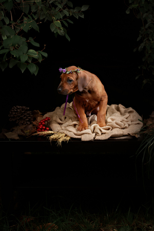 Rhodesian Ridgeback dog resting in front of black backgroundの写真素材