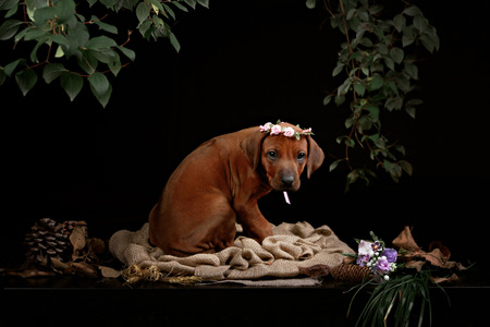 Rhodesian Ridgeback dog resting in front of black backgroundの写真素材
