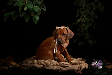 Rhodesian Ridgeback dog resting in front of black backgroundの写真素材