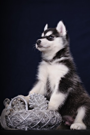 Cute little puppy of syberian husky in dark studioの写真素材