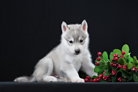 Cute little puppy of syberian husky in dark studio